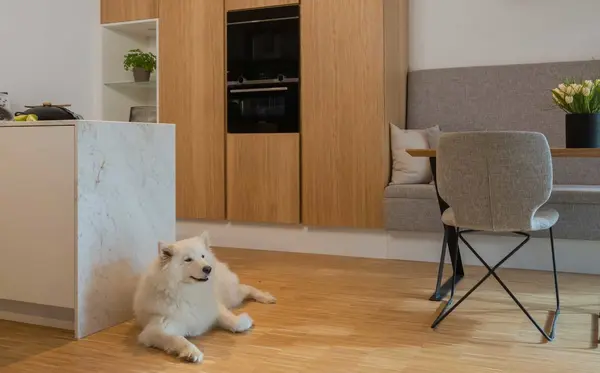 Heller Küchenraum mit Holzboden, Einbauküche, Esstisch und weißem Hund am Boden.